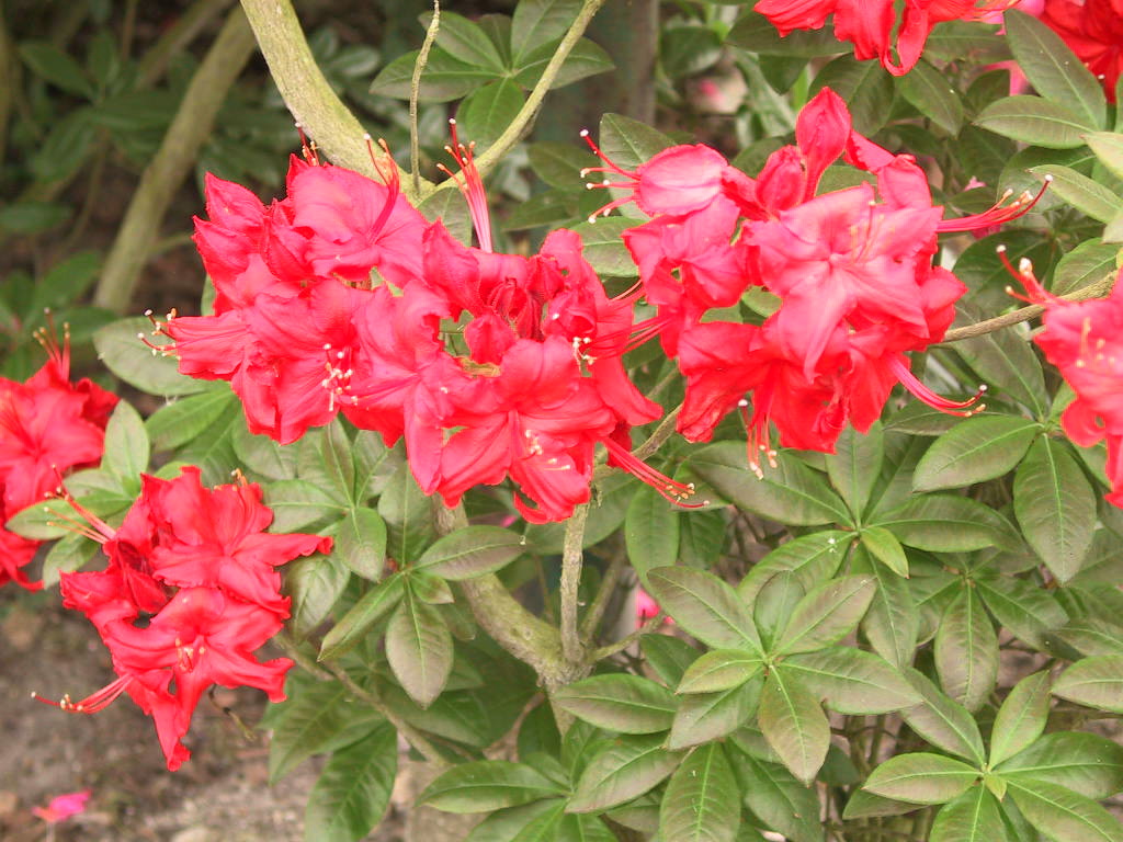 Azalea knaphill Fireball 01.jpg